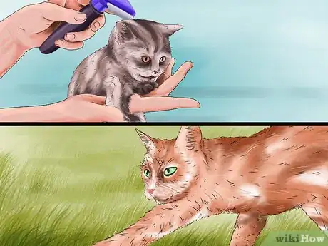 Image titled Determine Why Your Cat Does Not Groom Itself Step 5