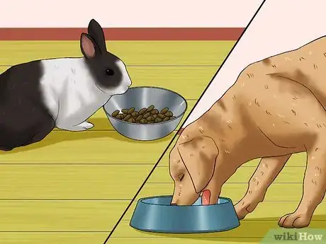 Image titled Introduce a Dog and a Rabbit Step 15