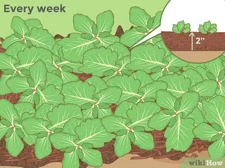 Image titled Grow a Cabbage Step 9