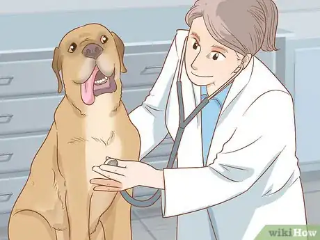 Image titled Care for Dogs Step 11