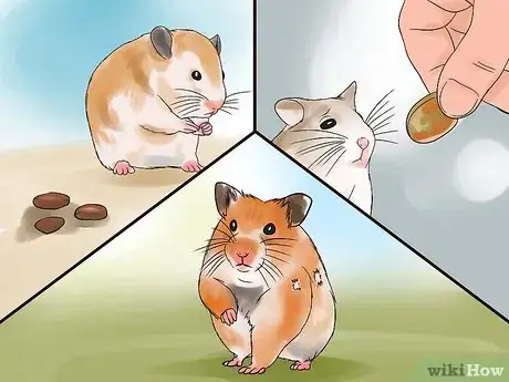 Image titled Treat Your Sick Hamster Step 1