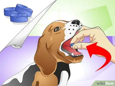Image titled Cure a Dog's Stomach Ache Step 8