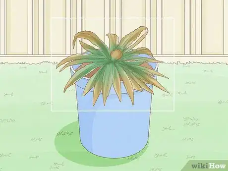 Image titled Repot a Succulent Step 5