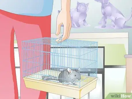 Image titled Buy a Chinchilla Step 8