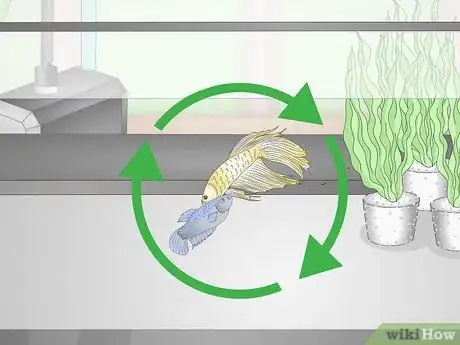 Image titled Selectively Breed Betta Fish Step 23