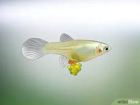 Image titled Tell if Your Fish Is Having Babies Step 9