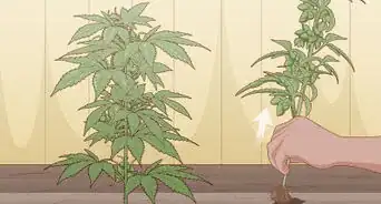 Identify Female and Male Marijuana Plants