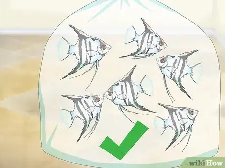 Image titled Breed Freshwater Angelfish Step 9