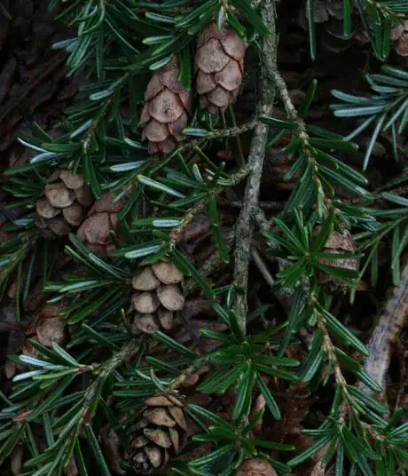 Image titled Western Hemlock (Tsuga heterophylla)