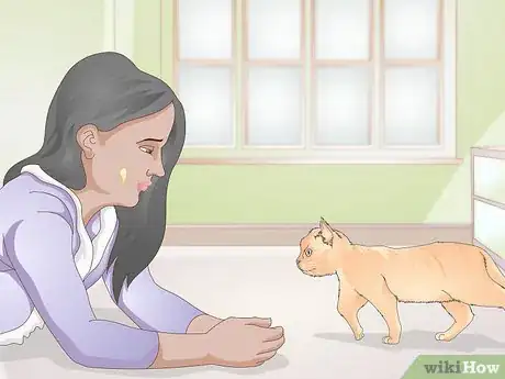 Image titled Teach Your Cat to Kiss Step 4