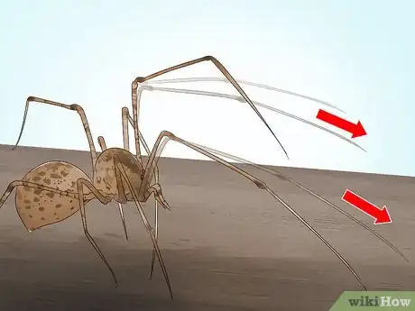 Image titled Identify a Spitting Spider Step 8