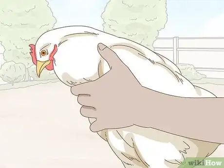 Image titled Hold a Chicken Step 3