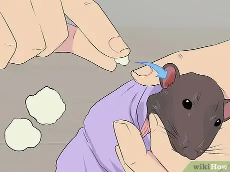 Image titled Treat Ear Infections in Rats Step 10