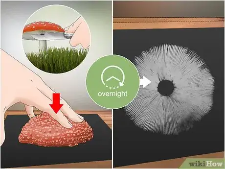 Image titled Identify Poisonous Mushrooms Step 8