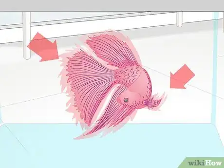 Image titled Pick a Betta Fish Step 6