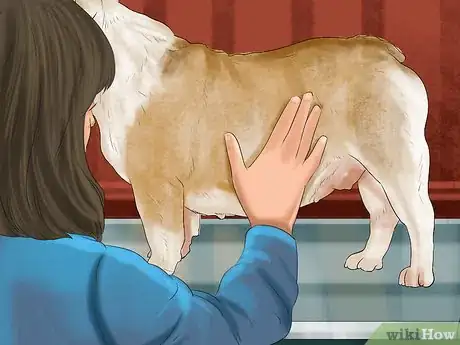 Image titled Detect Pregnancy in Your Female Dog Step 12