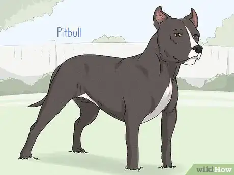Image titled Identify a French Bulldog Step 18