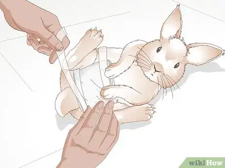 Image titled Care for Your Rabbit After Neutering or Spaying Step 10