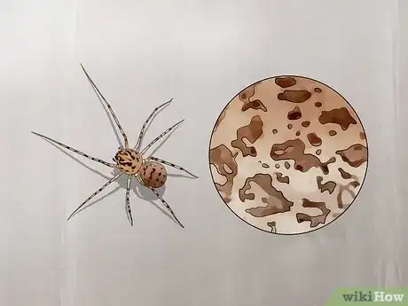Image titled Identify a Spitting Spider Step 1