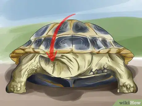 Image titled Sex Tortoises Step 8
