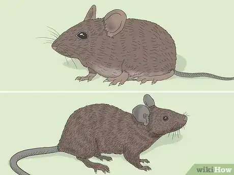 Image titled Field Mouse vs House Mouse Step 1