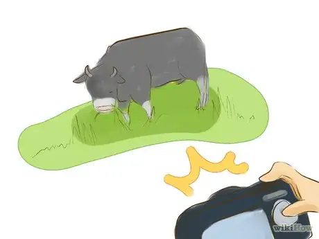 Image titled Identify Black Angus Cattle Step 3.png