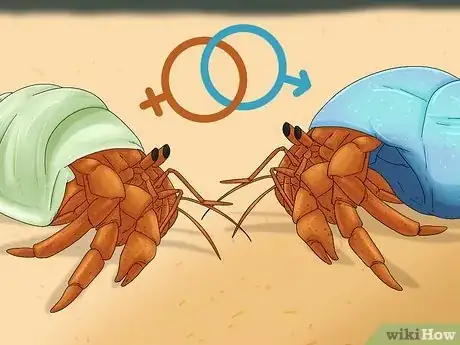 Image titled Breed Hermit Crabs Step 11