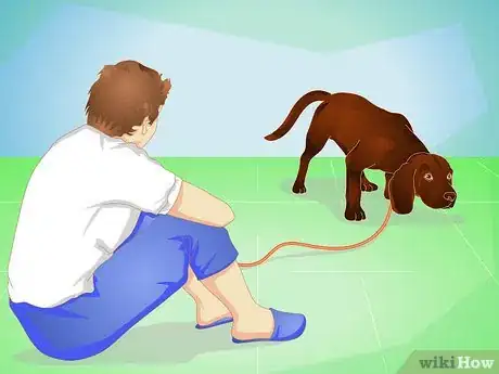 Image titled Housebreak an Adult Dog Step 8