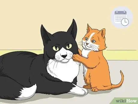 Image titled Introduce a Kitten to an Older Cat Step 2