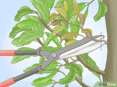 Image titled Prune an Avocado Tree Step 12