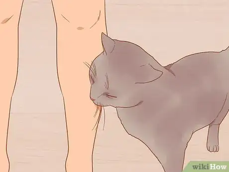 Image titled Greet a Cat Step 1