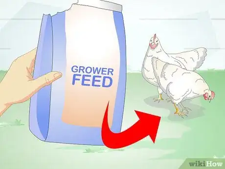 Image titled Feed Laying Hens Step 11