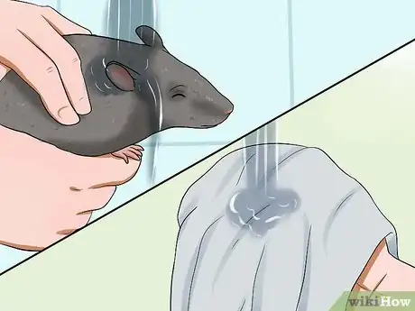 Image titled Keep a Pet Rat Clean Step 13