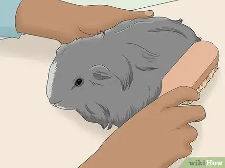 Image titled Get Knots Out of a Guinea Pig's Fur Step 10
