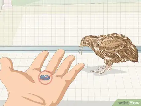Image titled Know if Your Quail Is Sick Step 16