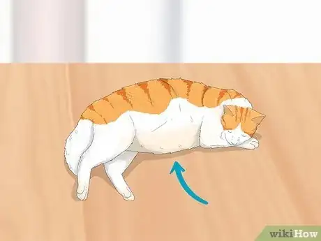 Image titled Tell if a Cat is Pregnant Step 5