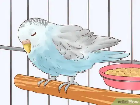 Image titled Treat Chlamydiosis in Parakeets Step 4