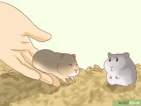 Image titled Safely Keep Multiple Hamsters Step 2