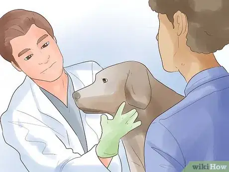 Image titled Determine if a Dog Is Dehydrated Step 5