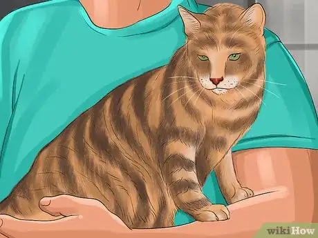 Image titled Identify a Toyger Step 7