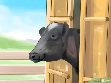Image titled Give a Cow a Pill Step 1