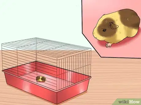 Image titled Get Your Guinea Pig to Stop Biting You Step 3