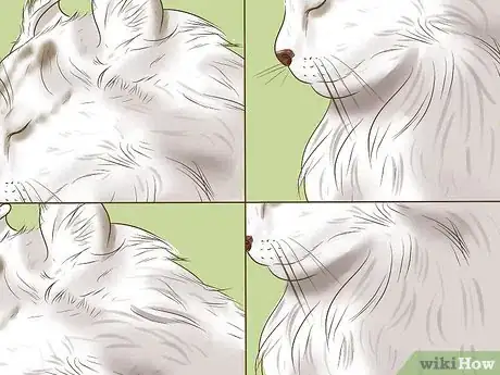 Image titled Identify an American Curl Cat Step 4