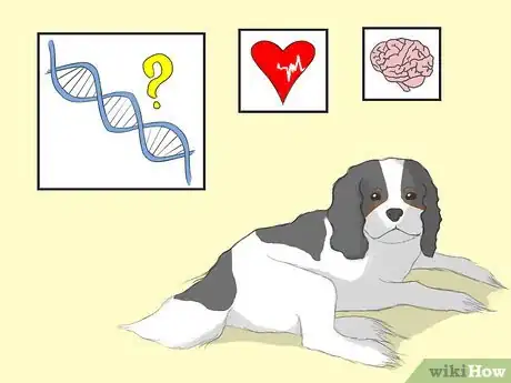 Image titled Select a Cavalier King Charles Spaniel Step 10