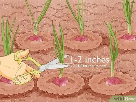 Image titled Grow Onions from Seed Step 15