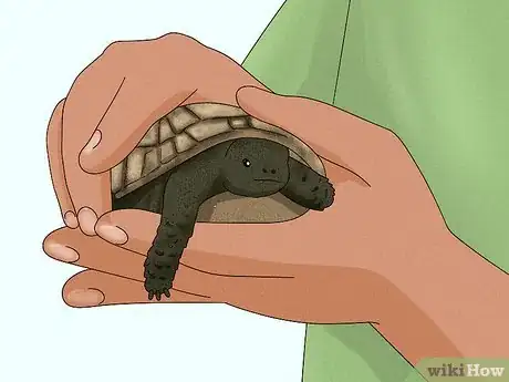 Image titled Handle a Tortoise Step 8