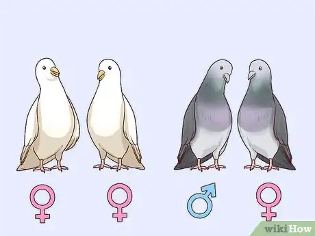 Image titled Choose Pet Doves Step 8