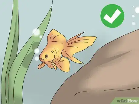 Image titled Take Care of Your Carnival Goldfish Step 10