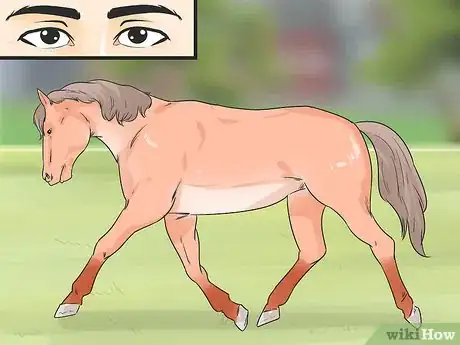 Image titled Ease Your Horse's Sore Hooves After Trimming Step 5