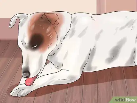 Image titled Help a Dog Who Has Canine Epilepsy Step 12